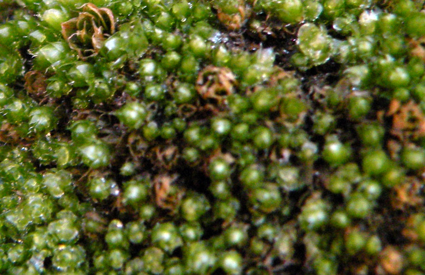 Muschi identificati con Dryades?